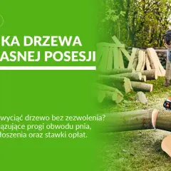 Mężczyzna w ochronnym ubraniu używa piły łańcuchowej do ścinania drzewa. Poradnik o wycince drzew na własnej posesji i pozwoleniach.